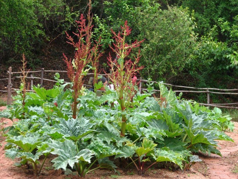 Ревень тангутский (Rheum palmatum)