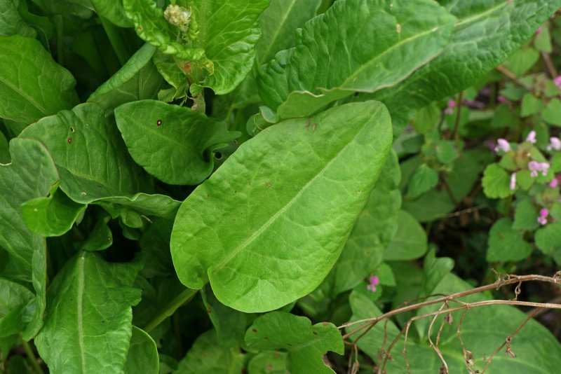 Щавель обыкновенный Rumex acetosa
