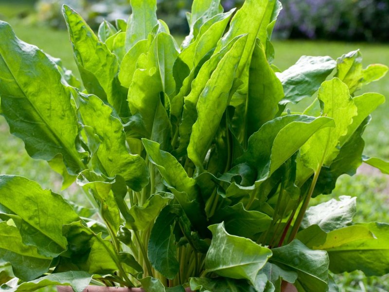 Щавель обыкновенный Rumex acetosa