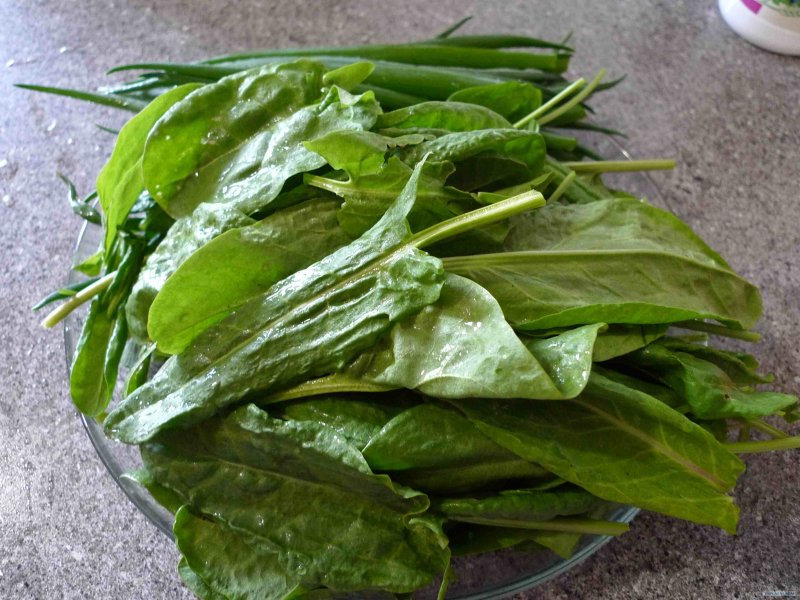 Rumex obtusifolius щавель туполистный