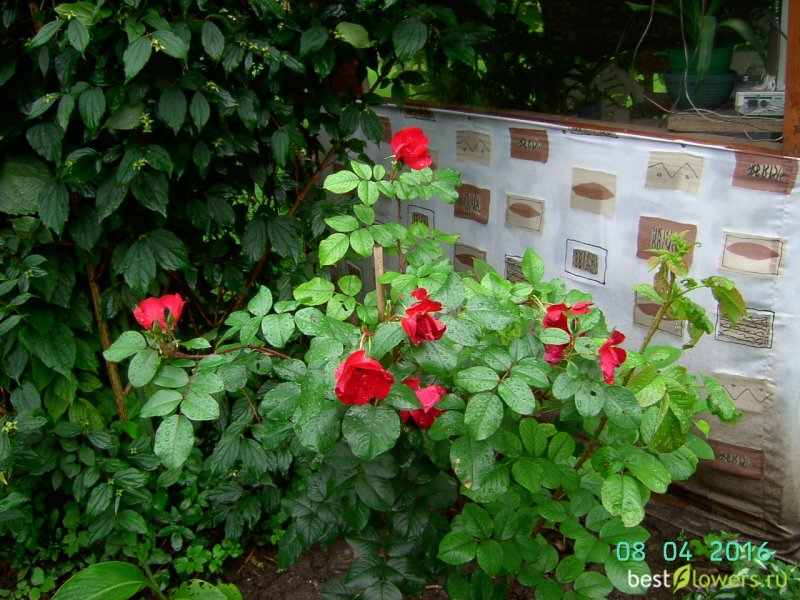 Шиповник robusta