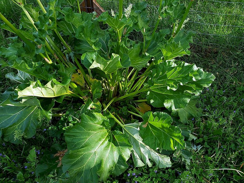 Ревень Алтайский (Rheum altaicum).