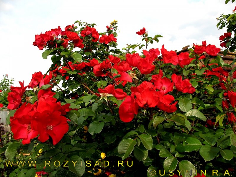 Шиповник Робуста