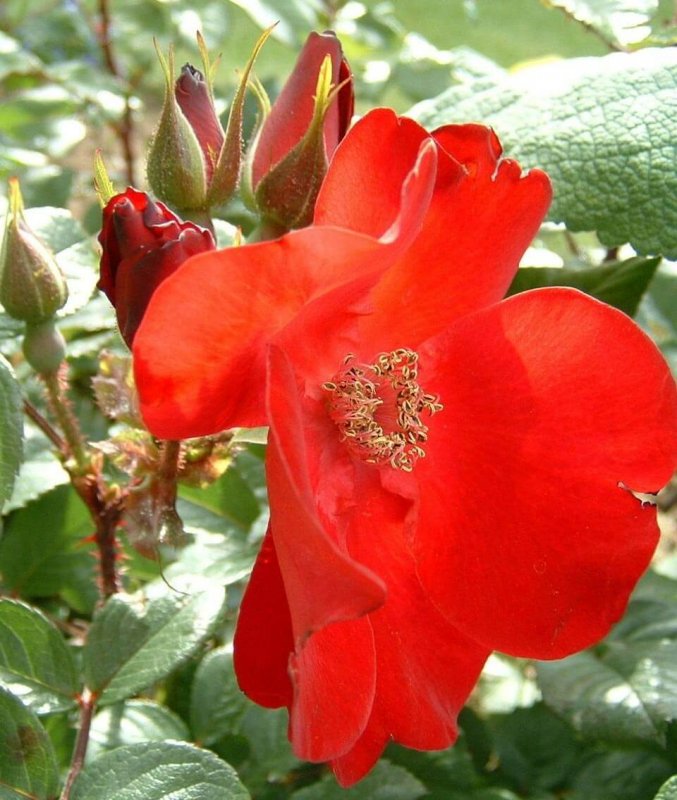Robusta роза