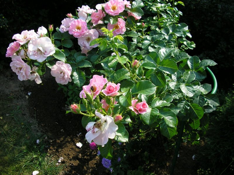 Роза Парковая robusta