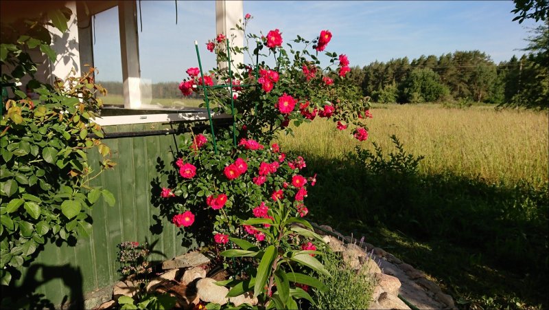 Роза Нозоми Живая изгородь