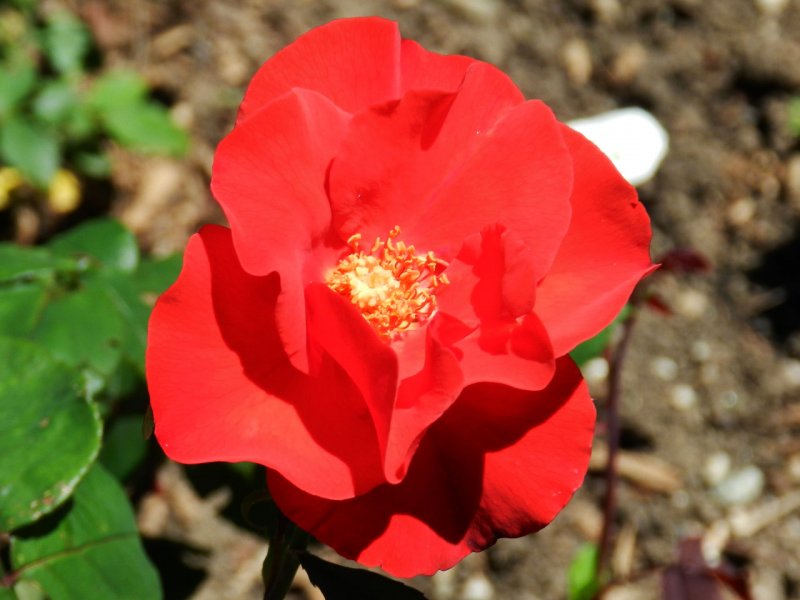Роза robusta (гибрид розы rugosa)
