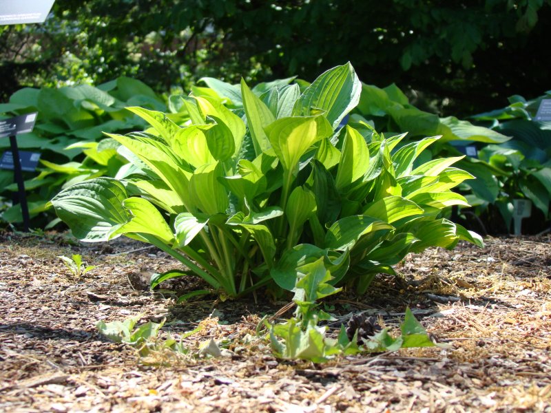 Hosta SSP