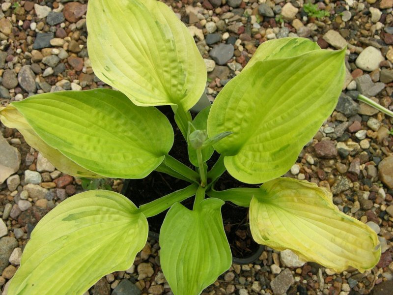 Хоста Hosta grandiflora