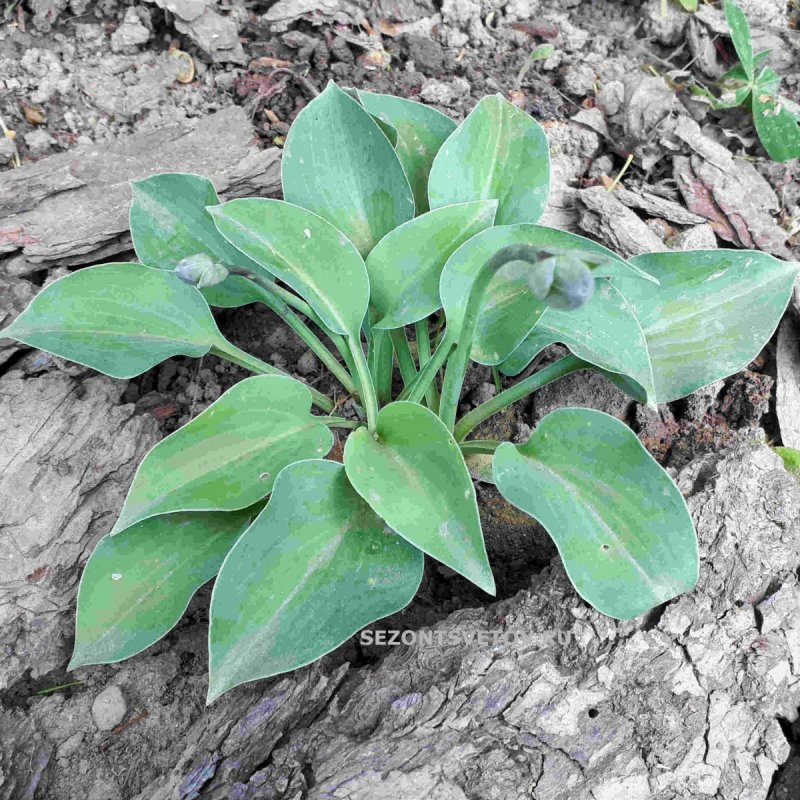 Хоста Hosta Dixieland