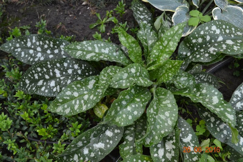 Медуница сахарная Pulmonaria saccharata