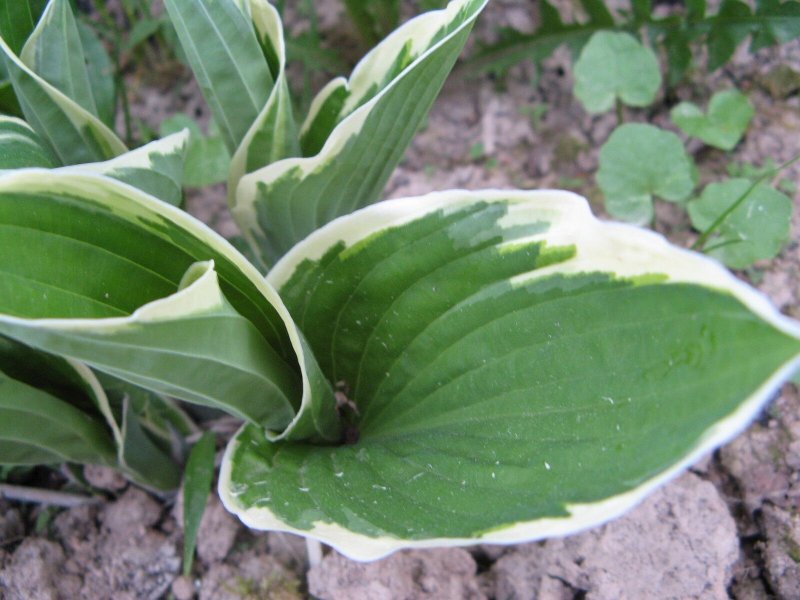 Хоста Hosta June