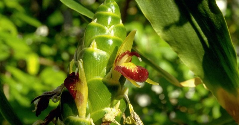 Zingiber officinale