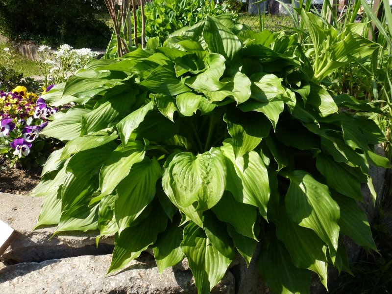 Хоста plantaginea