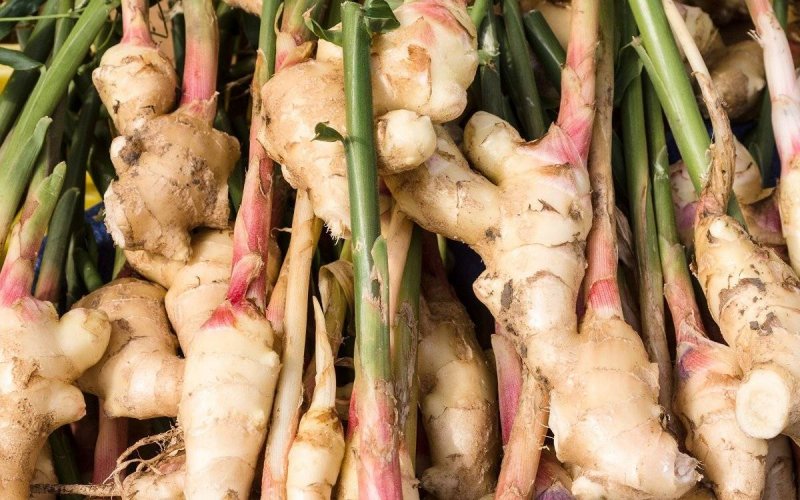Zingiber officinale