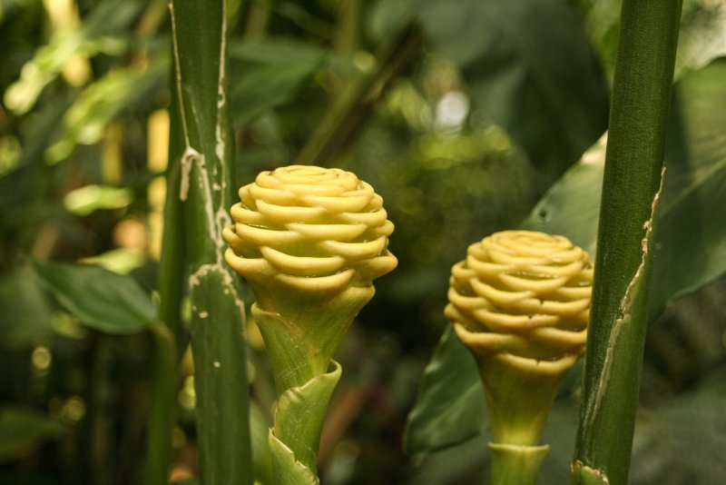 Zingiber officinale