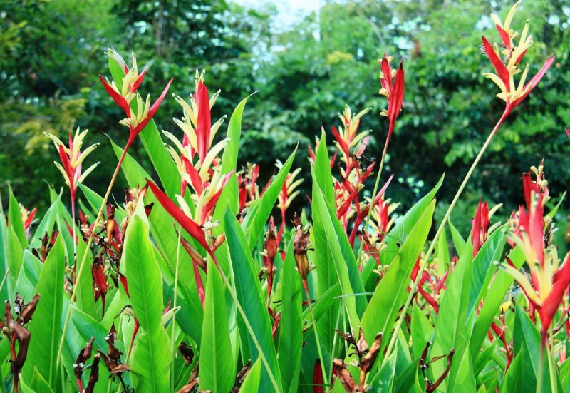 Zingiber officinale