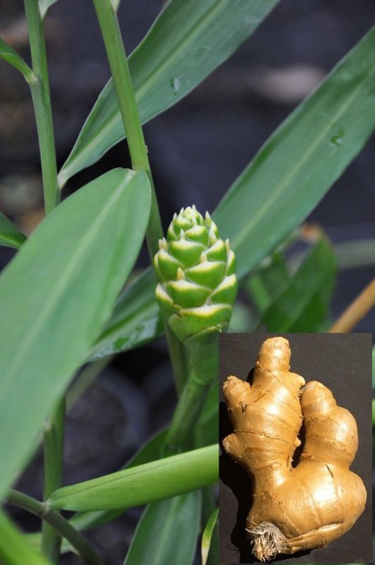 Alpinia malaccensis