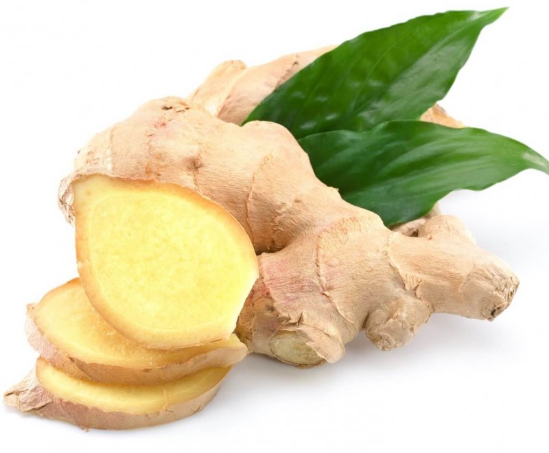 Zingiber officinale