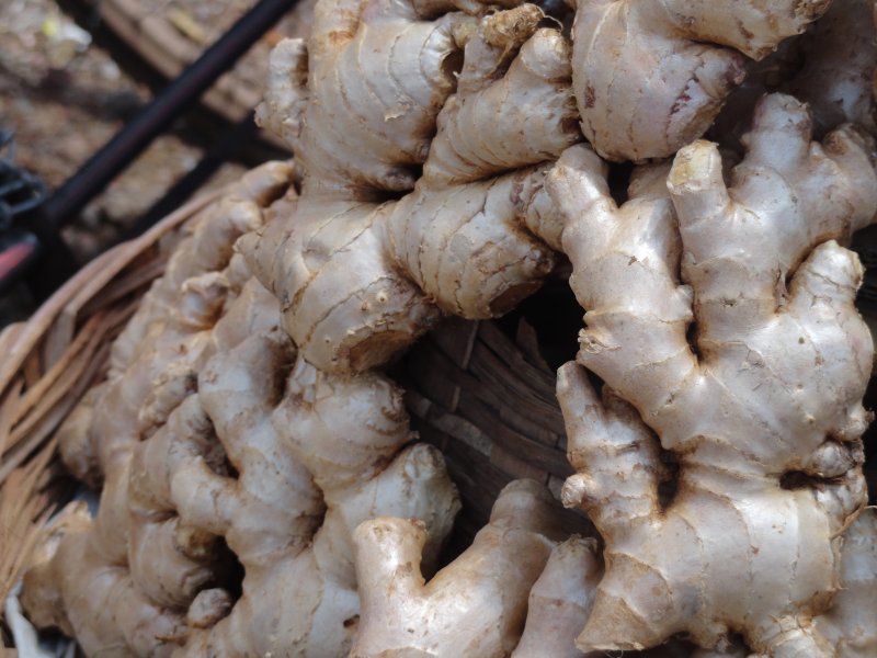 (Имбирь, Zingiber officinale