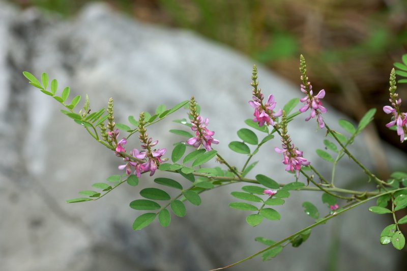 Indigofera tinctoria