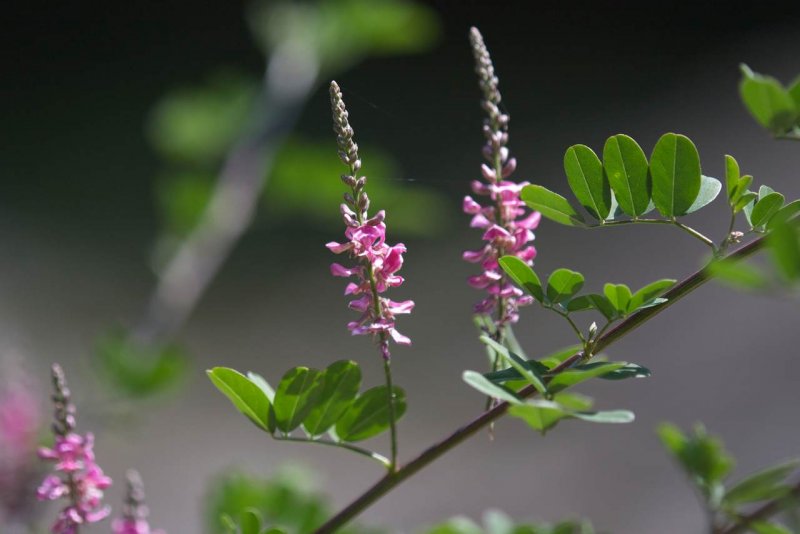 Indigofera amblyantha