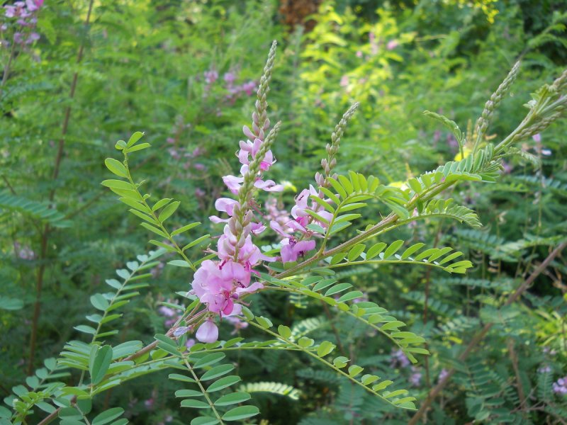 Indigofera tinctoria
