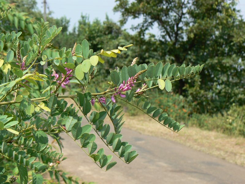 Indigofera tinctoria