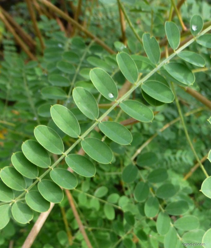 Baptisia DHU