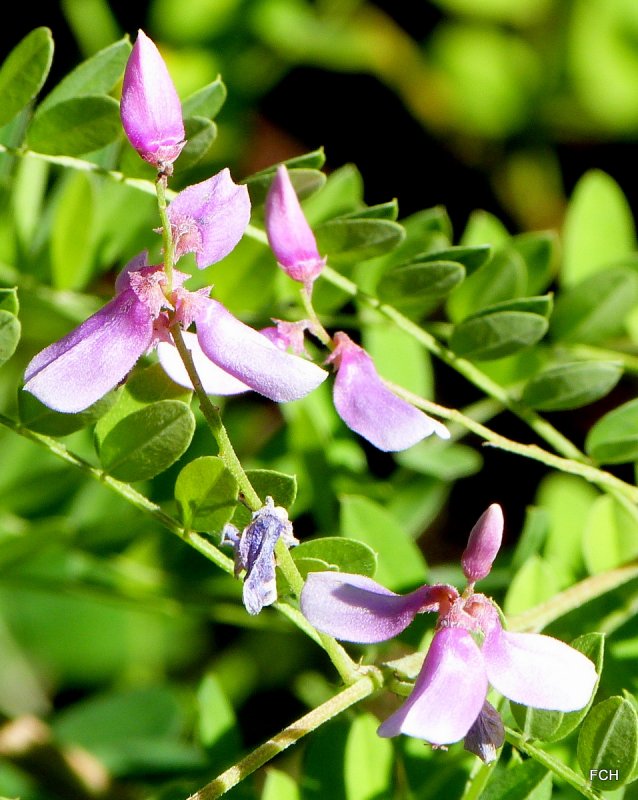 Indigofera tinctoria