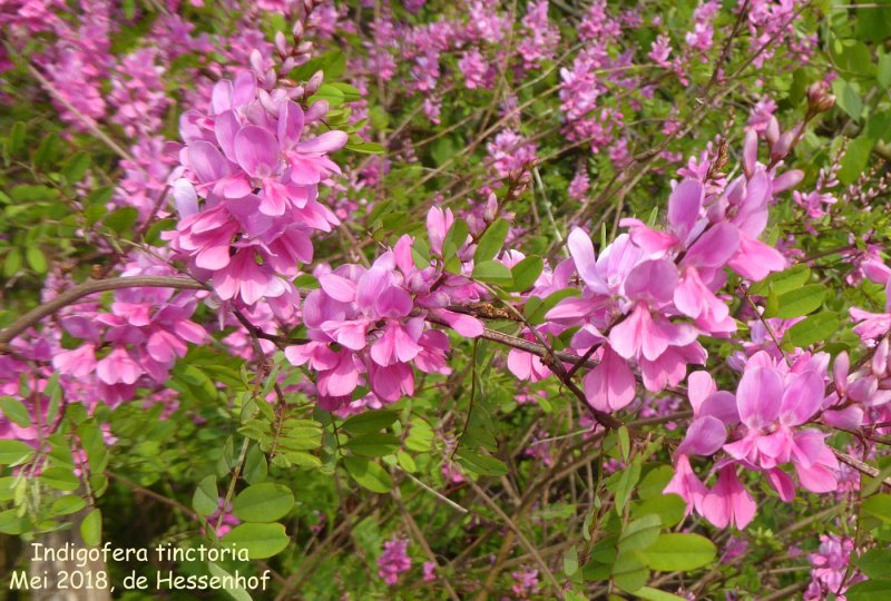 Baptisia tinctoria