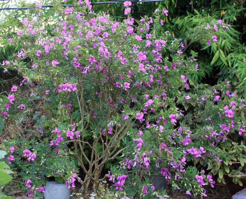 Индигоферы (Indigofera) семейства бобовые.