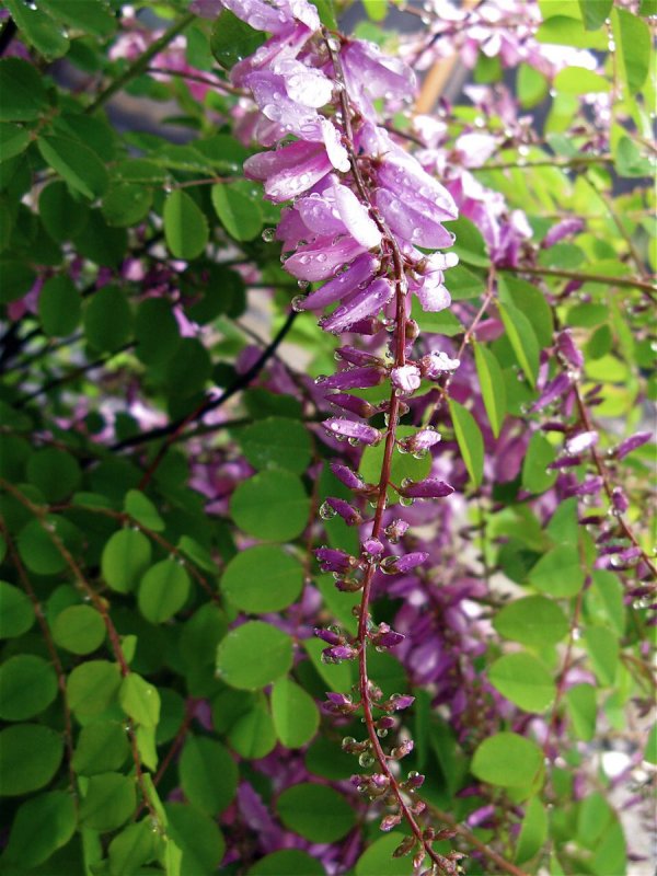 Indigofera suffruticosa