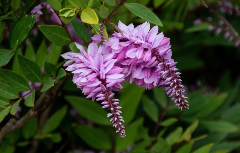 Кумушранг Индигофера – Indigofera argentea