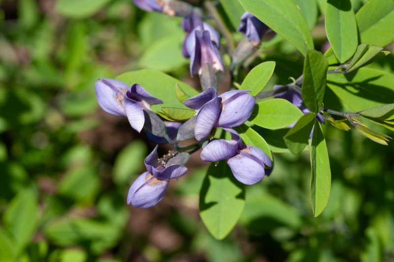 Indigofera suffruticosa