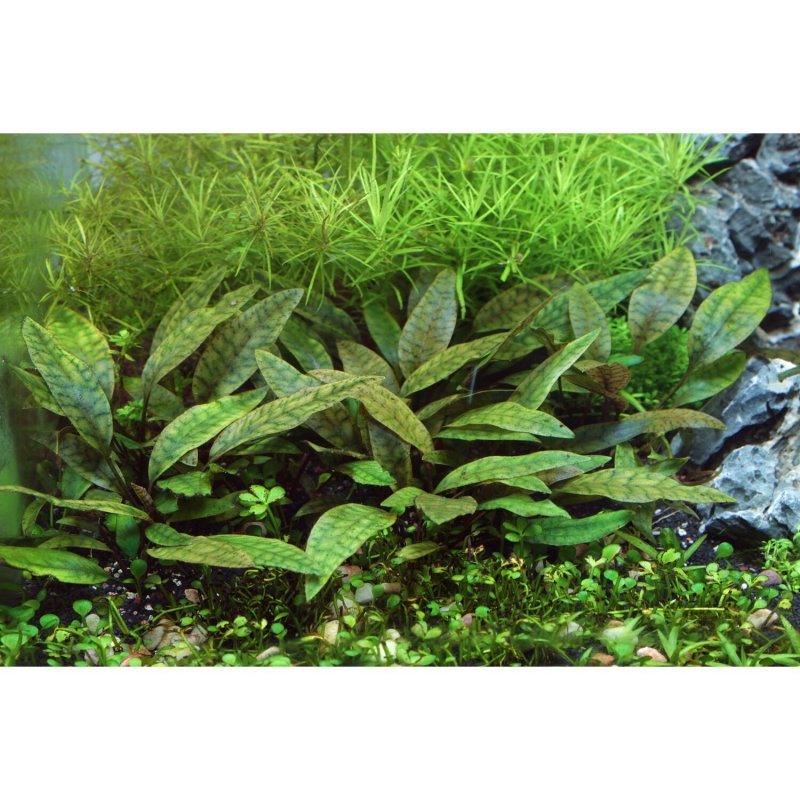 Cryptocoryne purpurea
