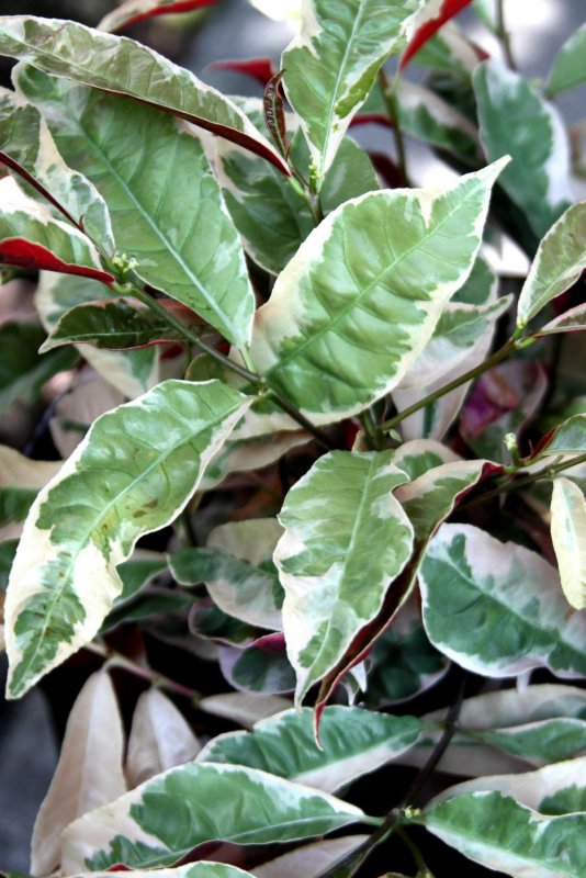 Excoecaria cochinchinensis