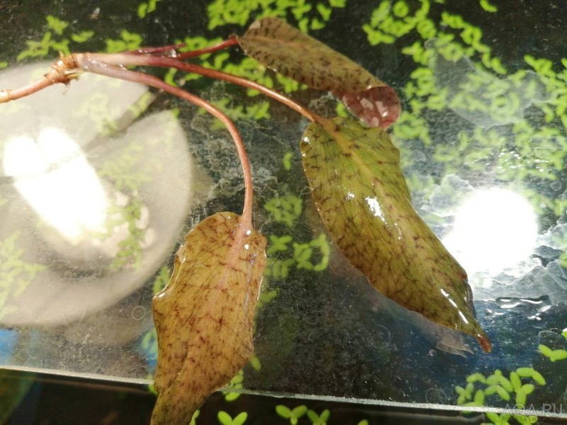 Cryptocoryne purpurea