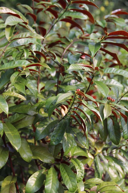 Excoecaria agallocha