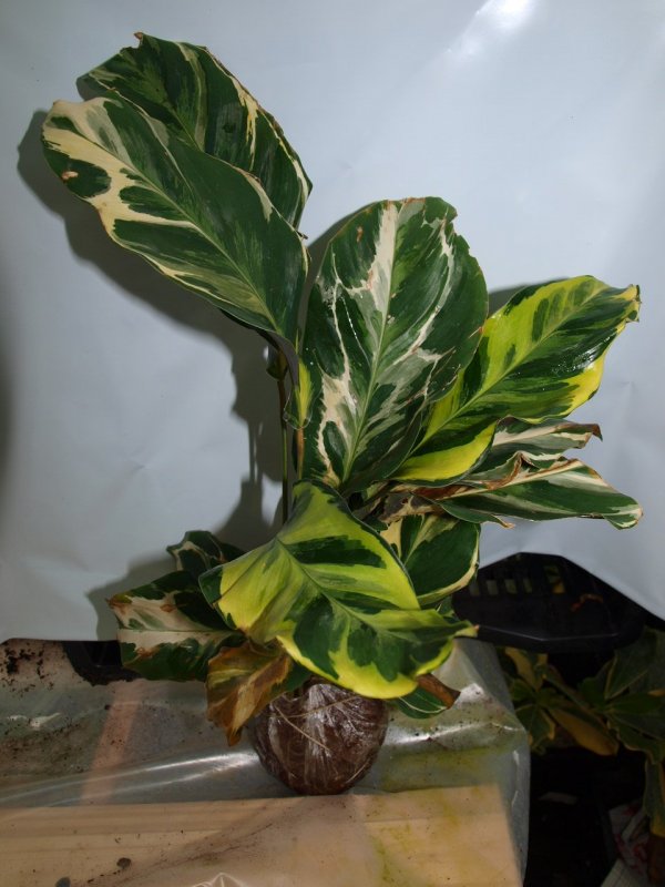 Excoecaria cochinchinensis variegated