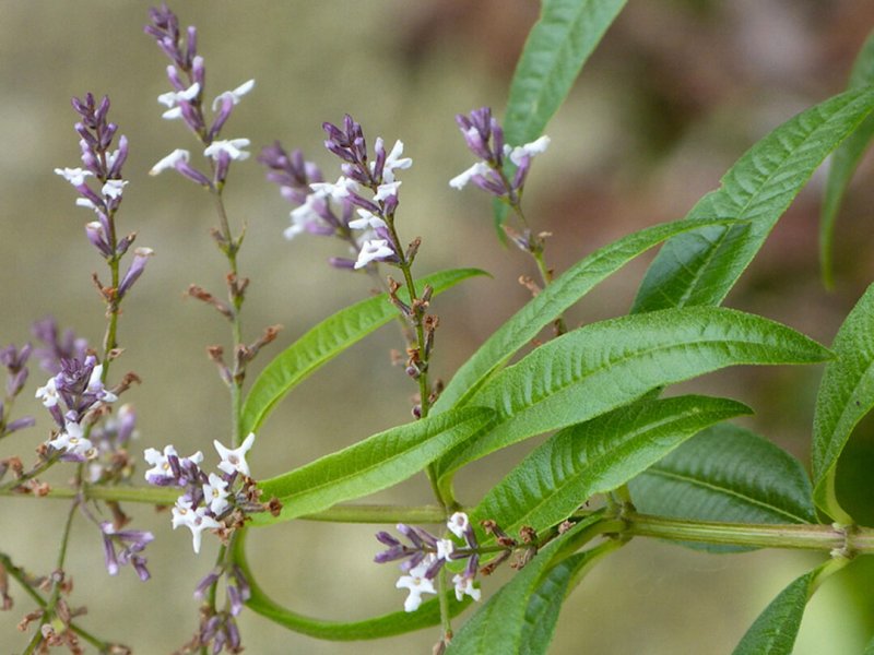 Aloysia citriodora Вербена лимонная Lippia citriodora