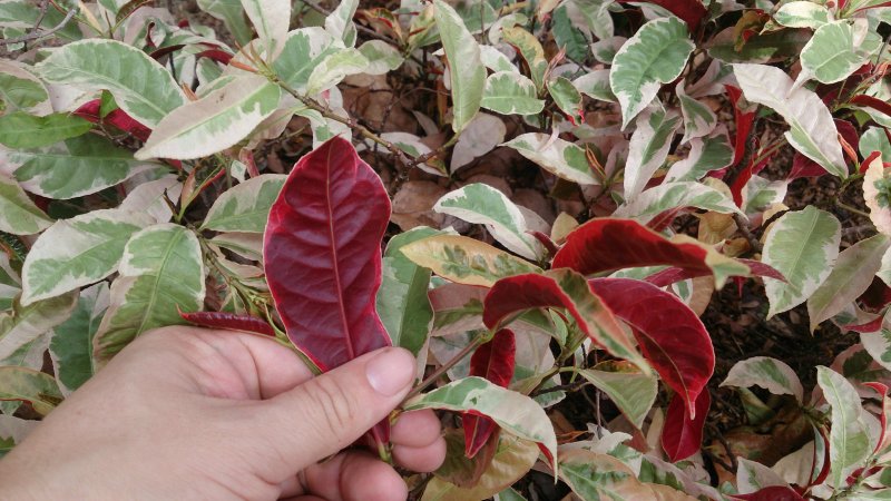 Excoecaria cochinchinensis