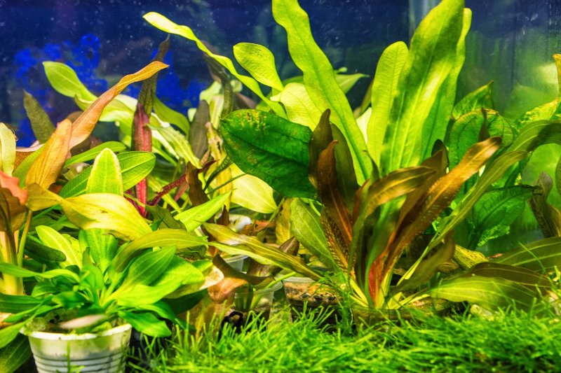 Cryptocoryne purpurea