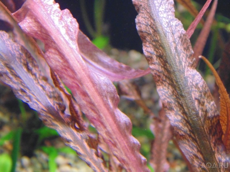 Лагенандра Тенкаси Lagenandra SP.Tenkasi