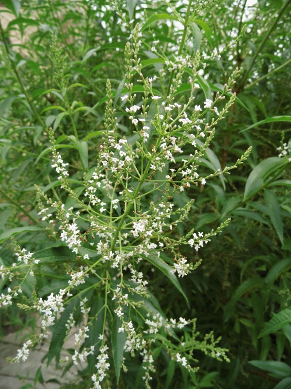 Aloysia triphylla