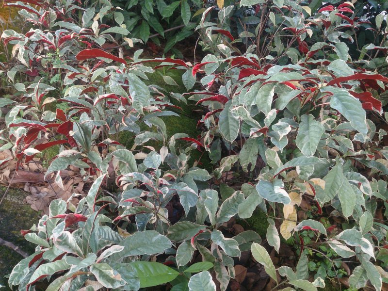 Excoecaria cochinchinensis 'Firestorm'