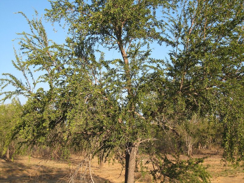 Avicennia, Sonneratia