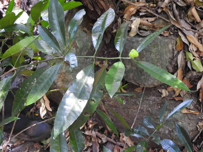 Excoecaria agallocha