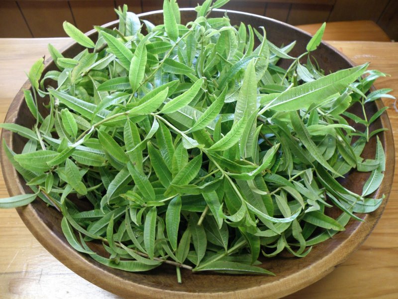 Almond Bush (Aloysia virgata)