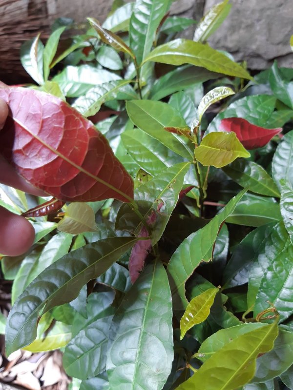 Castanea Sativa лист
